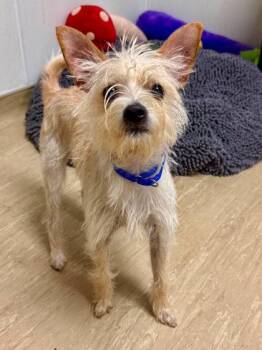 Norwood -  Mixed Breed Dog for Adoption in West Chester, Pennsylvania - Norwood | PetCurious