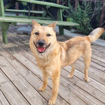 JENNY" -  Jindo Dog for Adoption in Springfield, Virginia - JENNY" | PetCurious