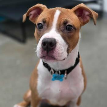 Marie -  Mixed Breed Dog for Adoption in Owosso, Michigan - Marie | PetCurious