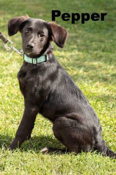 Pepper -  Mixed Breed Dog for Adoption in Macomb, Illinois - Pepper | PetCurious