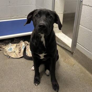 FREE -  Labrador Retriever Dog for Adoption - FREE | PetCurious