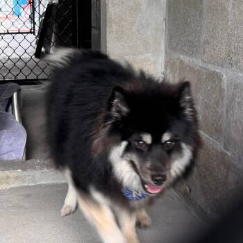 Pomeranian and Husky Dogs Available for Adoption in Clearwater, Florida - Nacho | PetCurious