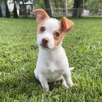 Pica -  Jack Russell Terrier and Mixed Breed Dog for Adoption in Detroit, Michigan - Pica | PetCurious