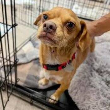 Copper -  Chihuahua Dog for Adoption in Green Valley, Arizona - Copper | PetCurious
