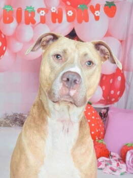 Rescue Terrier Dogs for Adoption in Herndon, Virginia - Milo | PetCurious