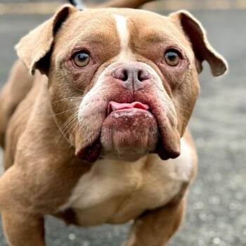 Lil Mama -  English Bulldog and Terrier Dog for Adoption in Bloomfield, Connecticut - Lil Mama | PetCurious