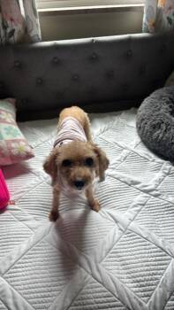Champaign -  Poodle Dog for Adoption in New Cumberland, West Virginia - Champaign | PetCurious