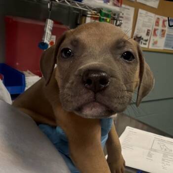 Rescue American Staffordshire Terrier Dogs for Adoption in Greenville, South Carolina - Green | PetCurious