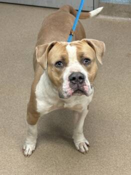 Rescue Mixed Breed Dogs for Adoption in Chamblee, Georgia - Chevy - IN FOSTER | PetCurious