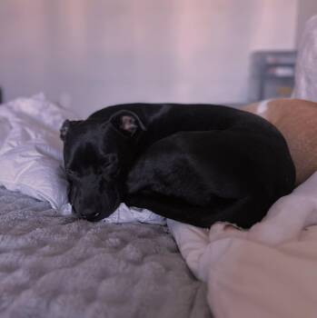 Rescue Black Labrador Retriever and American Bully Dogs for Adoption in Woodstock, Ontario - Maya | PetCurious