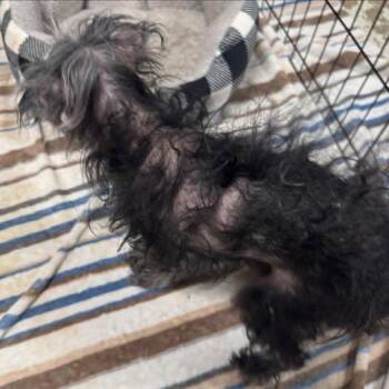Fancy -  Mixed Breed Dog for Adoption in Matthews, North Carolina - Fancy | PetCurious