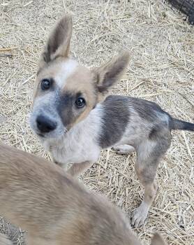 Sgetti -  Cattle Dog Dog for Adoption in Salt Lake City, Utah - Sgetti | PetCurious