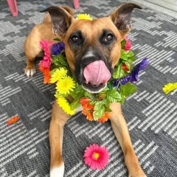 Mountain Cur Dogs Available for Adoption in Blacksburg, Virginia - Boom | PetCurious