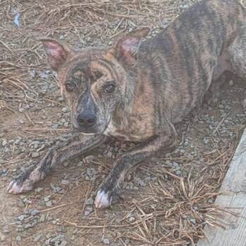 Beckett -  Mixed Breed Dog for Adoption in Lexington, Kentucky - Beckett | PetCurious