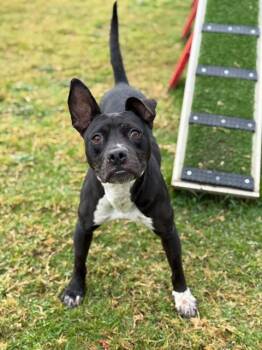 RITA -  Pit Bull Terrier Dog for Adoption in Riverside, California - RITA | PetCurious