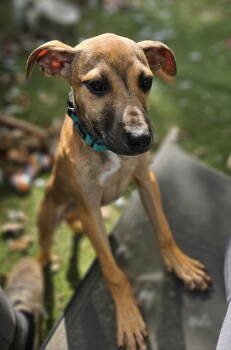 Rescue Retriever Dogs for Adoption in Holbrook, New York - SUZIE | PetCurious