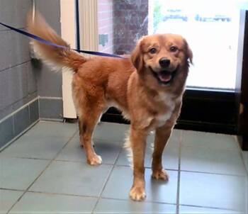 Mixed Breed Dogs Available for Adoption - Racket | PetCurious