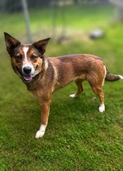 Churro -  Australian Cattle Dog Blue Heeler and Shepherd Dog for Adoption in Russellville, Kentucky - Churro | PetCurious