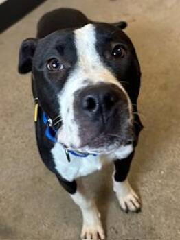 Pit Bull Terrier Dogs Available for Adoption - Smitty | PetCurious