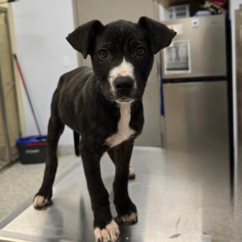 Black Labrador Retriever Dogs Available for Adoption in Madisonville, Tennessee - Amie | PetCurious