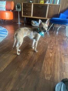 Chihuahua and Mixed Breed Dogs Available for Adoption in Fort Worth, Texas - Dolores | PetCurious