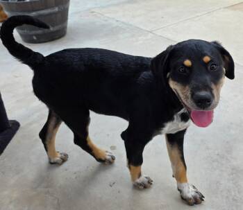 Rottweiler Dogs Available for Adoption - Jasper | PetCurious