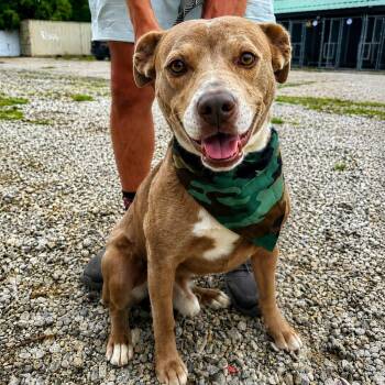 Edison -  Pit Bull Terrier Dog for Adoption in Detroit, Michigan - Edison | PetCurious