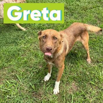 Greta -  Australian Shepherd and Mixed Breed Dog for Adoption in Brownsboro, Alabama - Greta | PetCurious
