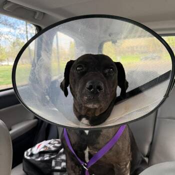 Pit Bull Terrier and Black Labrador Retriever Dogs Available for Adoption - Sergeant Baked Beans D11114 | PetCurious
