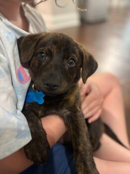 Tucker -  Labrador Retriever and Terrier Dog for Adoption in Plainfield, Illinois - Tucker | PetCurious