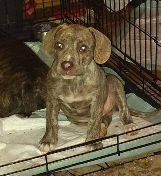 Catahoula Leopard Dog Dogs Available for Adoption - Oakley | PetCurious