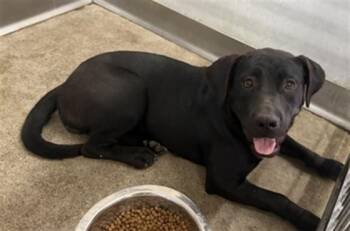 PEPPER -  Pit Bull Terrier and Mixed Breed Dog for Adoption in San Bernardino, California - PEPPER | PetCurious