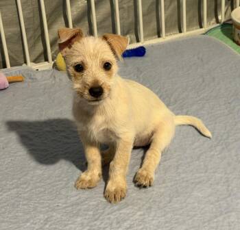 SNOW -  Terrier Dog for Adoption in Broomfield, Colorado - SNOW | PetCurious