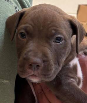 FRANKIE -  Pit Bull Terrier Dog for Adoption in Elizabethton, Tennessee - FRANKIE | PetCurious