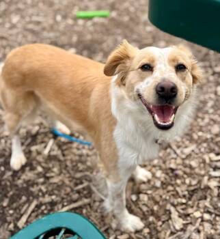 Terrier and Mixed Breed Dogs Available for Adoption - LILLIE | PetCurious