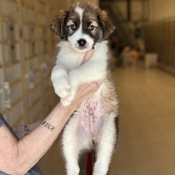 Collie Dogs Available for Adoption in Chicago, Illinois - Lawrence | PetCurious