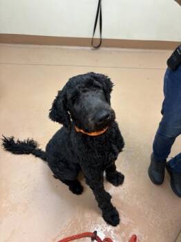 Stewart -  Labradoodle Dog for Adoption in Kennewick, Washington - Stewart | PetCurious