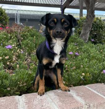 Chihuahua Dogs Available for Adoption in Lathrop, California - Birdie | PetCurious