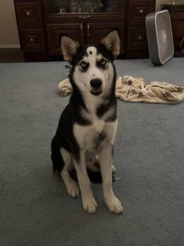 Bree -  Siberian Husky Dog for Adoption in Carrollton, Texas - Bree | PetCurious