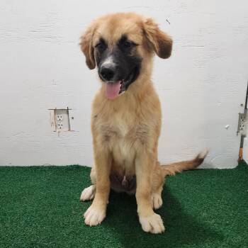 Lloyd -  Anatolian Shepherd and Mixed Breed Dog for Adoption in Boaz, Alabama - Lloyd | PetCurious