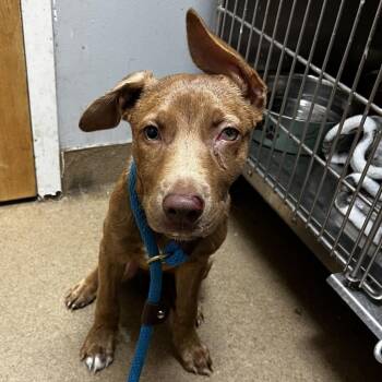 Happy -  Mixed Breed Dog for Adoption in Chattanooga, Tennessee - Happy | PetCurious