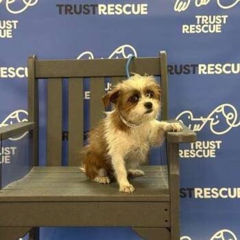 Terrier Dogs Available for Adoption in Waterford, New Jersey - FAWN | PetCurious