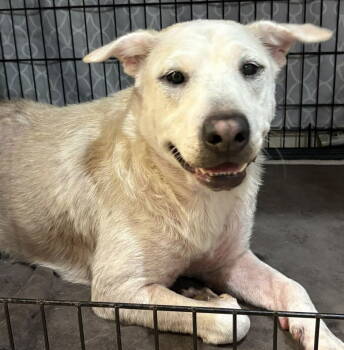 Rescue Labrador Retriever Dogs for Adoption in Sanford, Florida - Princess | PetCurious
