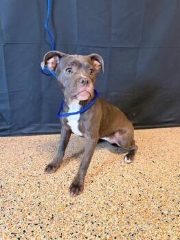 Pit Bull Terrier Dogs Available for Adoption - COFFEE | PetCurious