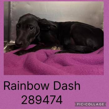 RAINBOW DASH -  Mixed Breed Dog for Adoption in Macon, Georgia - RAINBOW DASH | PetCurious