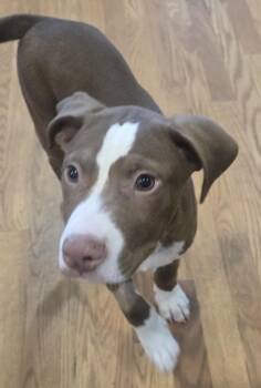 Whiskey -  Terrier and Labrador Retriever Dog for Adoption in Schertz, Texas - Whiskey | PetCurious