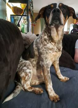 Cattle Dog Dogs Available for Adoption in Grand Rapids, Michigan - Canyon | PetCurious