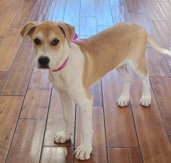 Shepherd and Great Dane Dogs Available for Adoption in San Diego, California - Skye | PetCurious