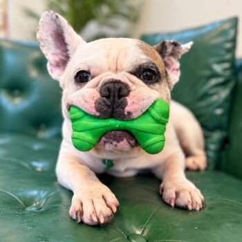 Wilson Belly Rub Bandito -  French Bulldog and Bulldog Dog for Adoption in Friendswood, Texas - Wilson Belly Rub Bandito | PetCurious