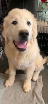 Clyde -  Great Pyrenees Dog Available for Adoption in Littleton, Colorado - Clyde | PetCurious